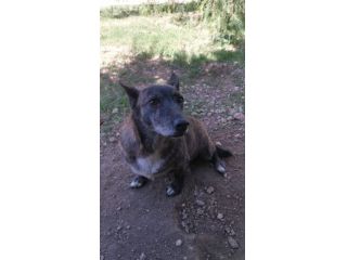 Pupy cagnolina tigrata taglia piccola