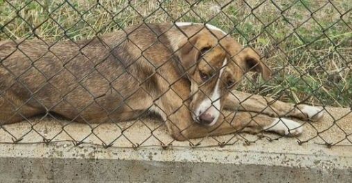 LO SGUARDO DI MACCHIA, GIOVANE CAGNOLINA IN ADOZIONE - Foto 2
