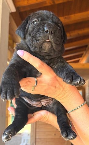 Cuccioli cane corso alta genealogia