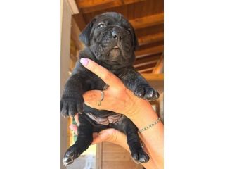 Cuccioli cane corso alta genealogia