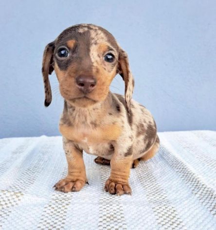 bassotti cuccioli toy