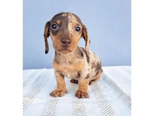 bassotti cuccioli toy
