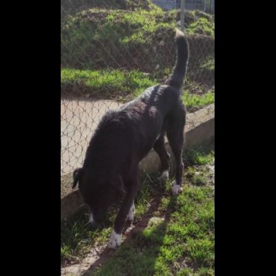 BENNY DOLCE E RISERVATO CAGNOLINO IN ADOZIONE - Foto 6