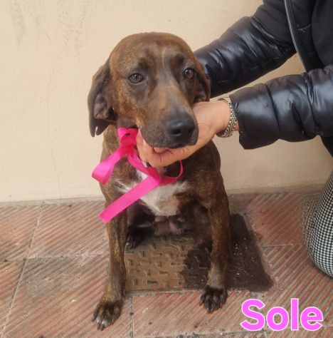 SOLE - Foto 2