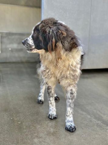CANE IN ADOZIONE LO SGUARDO DI ORSO - Foto 2