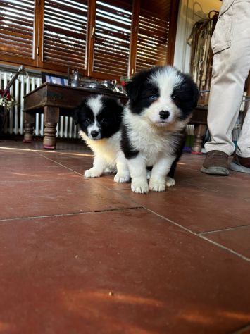 Cuccioli di Border Collie di alta genealogia - Foto 5