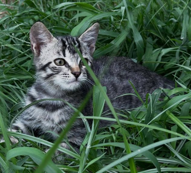 Lince gattino - Foto 3