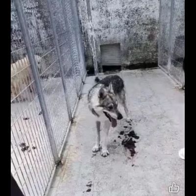 ZEUS LUPO CECOSLOVACCO CERCA SALVEZZA Cane in adozione - Foto 10