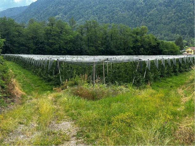 V000421 - TERRENO AGRICOLO DI 6,9 ETTARI IN VENDITA A RONCEGNO TERME - Foto 7