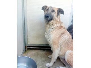 ZELDA E LAVINIA CANI IN ADOZIONE