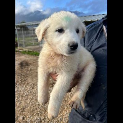 MIRKO DELIZIOSO CUCCIOLO IN ADOZIONE - Foto 3