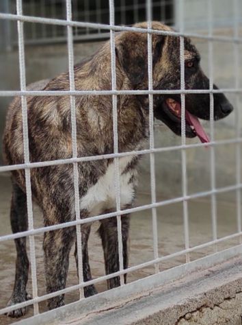 CANE IN ADOZIONE: TIAGO - Foto 6