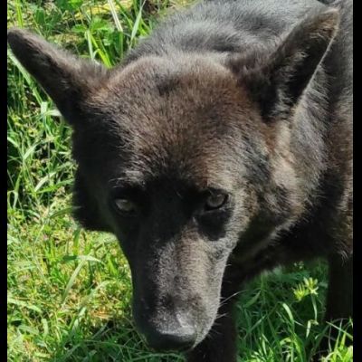 CAGNOLINO IN ADOZIONE - Foto 6