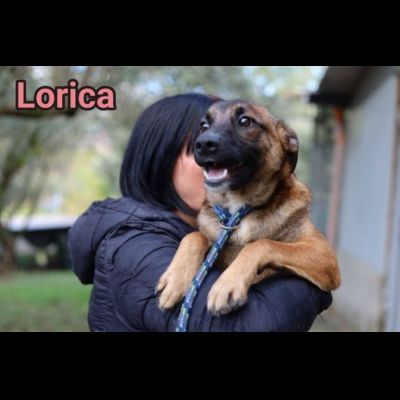 LORICA E CAVALIERE CUCCIOLI IN ADOZIONE - Foto 2