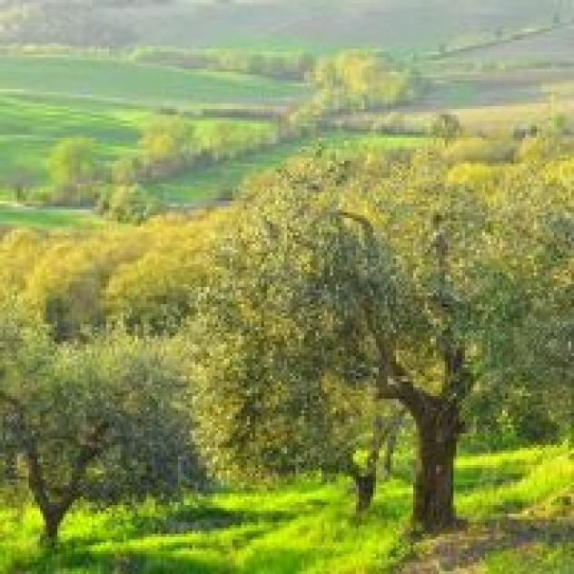 Casina di Cornia Societa' Agricola - Foto 2