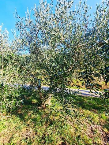 Terreno edif. residenziale in vendita a Buti 5300 mq Rif: 1411798 - Foto 8