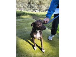 Apollo simil amstaff