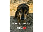 OLIVER 10 ANNI taglia media piccola