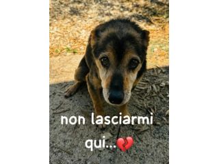 OLIVER 10 ANNI taglia media piccola