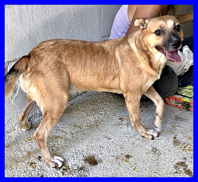 ORIANA, DOLCISSIMA SOLA IN CANILE CERCA CASA - Foto 4