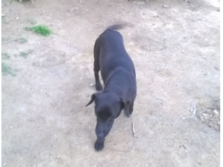 PEPA, dolcissima mix labrador
