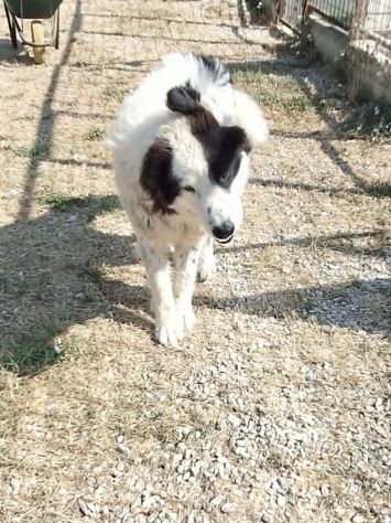 Voglio essere felice,adottami e lo saremo insieme. - Foto 2
