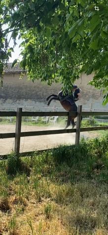 Pensione cavalli e lezioni d'equitazione - Foto 5