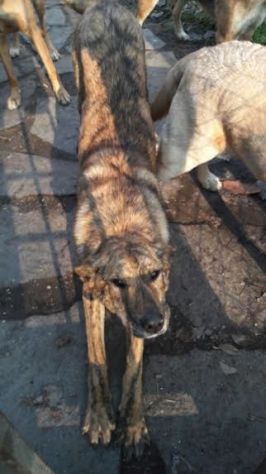 TIGRA, adorabile cagnolina - Foto 7