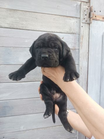 Cane corso cuccioli - Foto 9