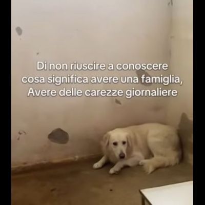 GERONIMO imprigionato senza colpa CANE IN ADOZIONE - Foto 8