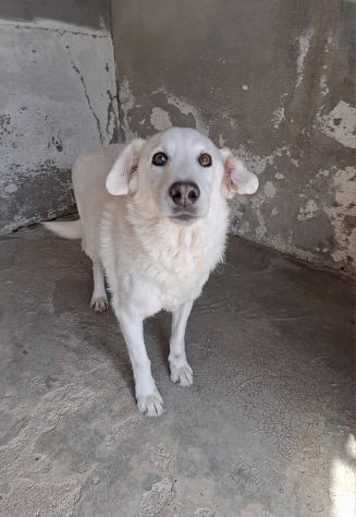 CECINO 14 ANNI 15 KG IN CANILE DA 14 ANNI - Foto 5