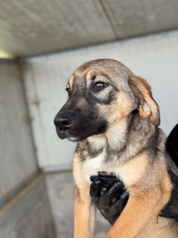 CUCCIOLI IN ADOZIONE: WILLY GIOIOSO LUPETTO TG MEDIA - Foto 4