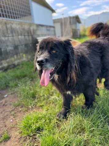 NADAL, SIMIL TERRANOVA adorabile tenerone, cane in adozione - Foto 2