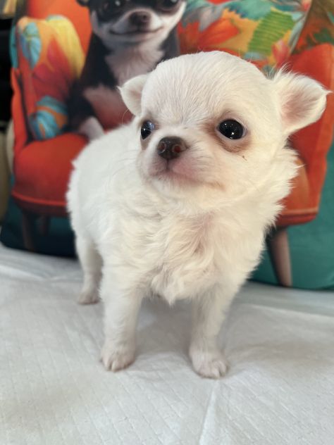 Chihuahua mini toy - Foto 3