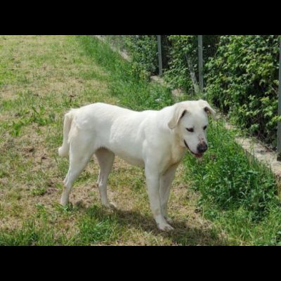 NEVE; SPLENDIDA CAGNOLONA, DIMENTICATA IN CANILE, IN ADOZIONE - Foto 7