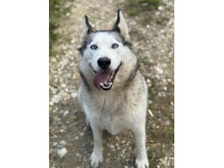 CINDY, splendida HUSKY cerca famiglia!