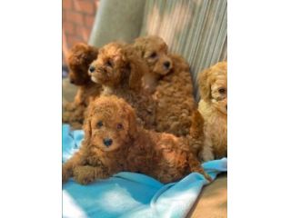 Maschietti Barboncino toy e nanetti adorabili