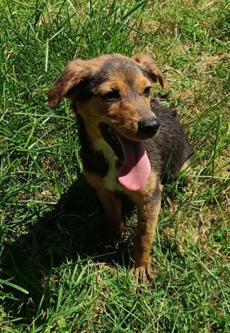 Kora cucciola futura taglia piccola - Foto 6