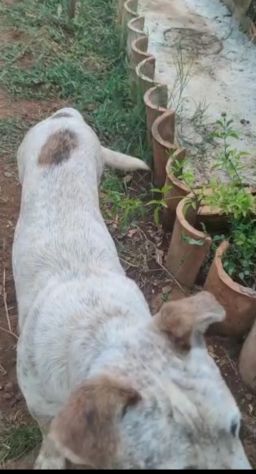 2anni mix molossino SPLENDIDO solo h24 in recinto.URGENTE CALABRIA - Foto 6