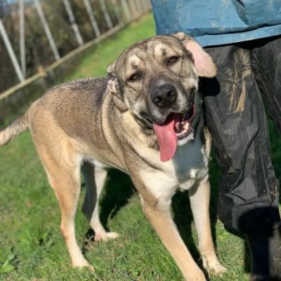 RIO AMOREVOLE E SOCIEVOLE CANE IN ADOZIONE - Foto 4