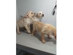 LABRADOR RETRIEVER CUCCIOLI