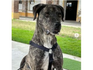 BUDDY: GIOVANE MOLOSSO TIGRATO DA ADOTTARE SUBITO !!!!