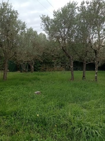 Terreno per agricoltura amatoriale nel Chianti - Foto 3