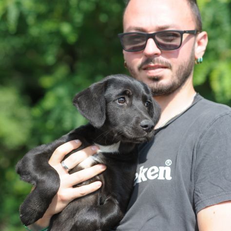 CARLOTTA, 3 MESI (08/03/26), TAGLIA MEDIA, ABBANDONATA E FINITA IN CANILE - Foto 4