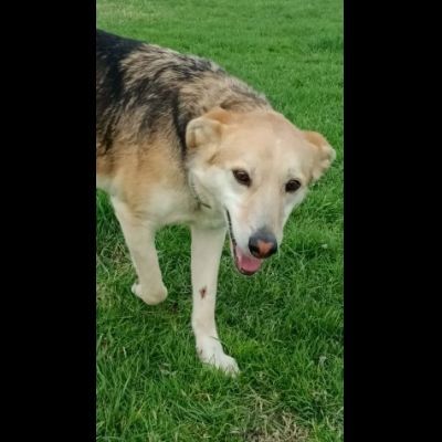 CALLAS DELIZIOSA CAGNOLINA IN ADOZIONE - Foto 6