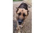 GRETA PASTORE TEDESCO 6 ANNI ORA E’ IN CANILE