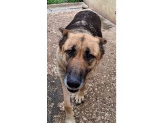 GRETA PASTORE TEDESCO 6 ANNI ORA E’ IN CANILE