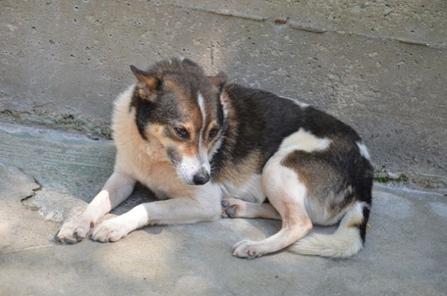 WILY, pura razza meticcia - Foto 2