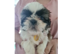 Cuccioli di Shitzu