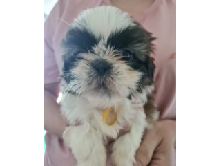 Cuccioli di Shitzu